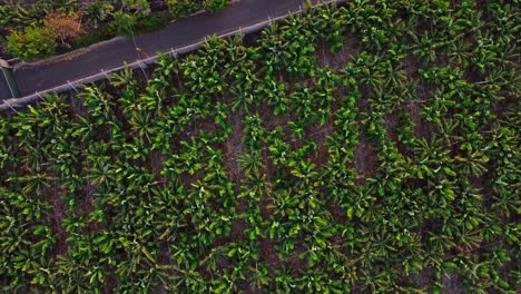 eco sustainable banana plantation fields at tenerife spain