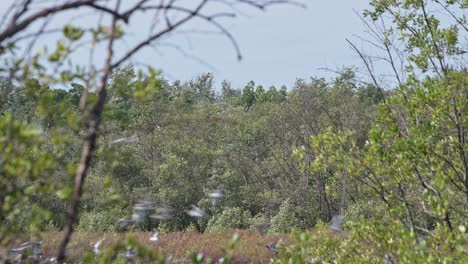 Große-Bewegung-Von-Schwärmen-Und-Schwärmen,-Die-Zwischen-Dem-Mangrovenwald-Fliegen,-Uferschnepfe-Limosa-Limosa,-Thailand