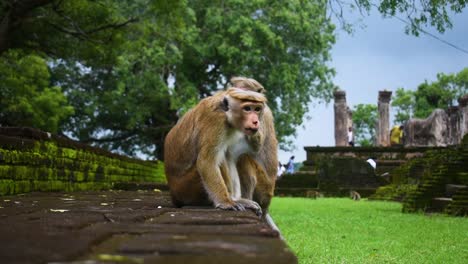 two monkeys are sitting at a ancient ruins