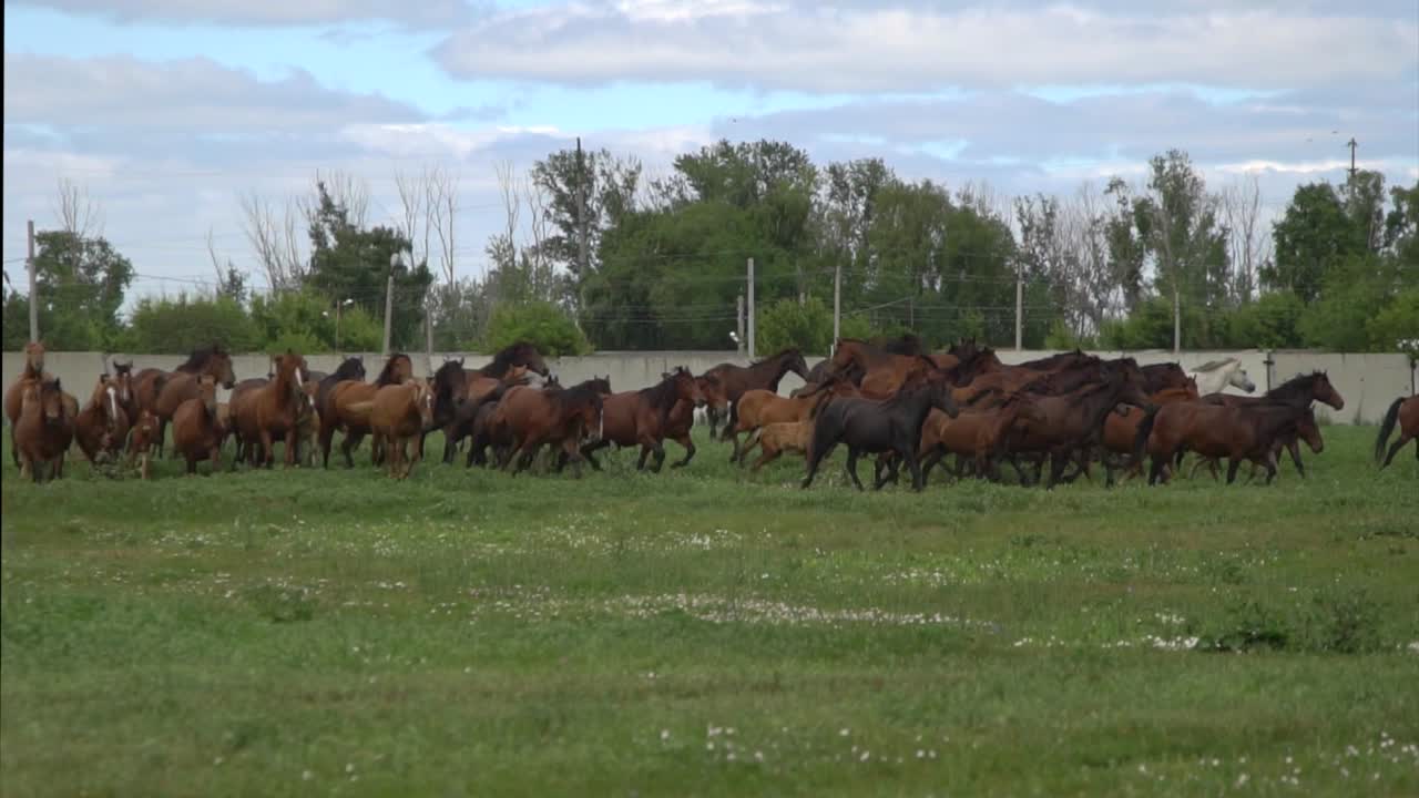 Herd of Horses Running in a Pasture