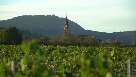 church of bergheim as seen from the vineyards in the outskirts of city during sunny evening