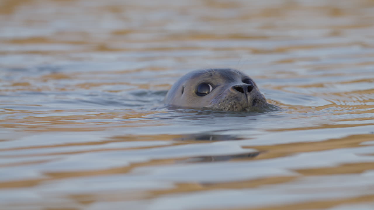 Swimming harbor seal with curious eyes and nostrils opening and closing, frontal