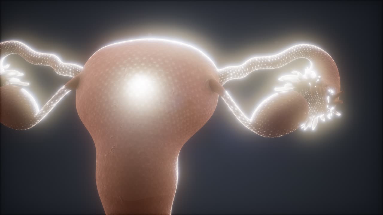 anatomía del sistema reproductivo femenino