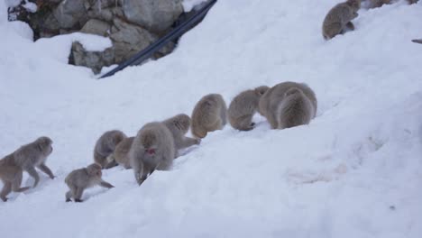 family of japanese macaques in the snowy mountains of nagano