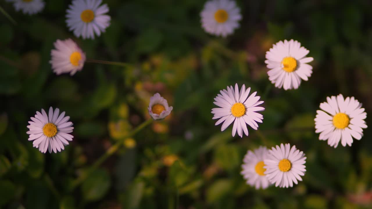 Macro top view of white daisy flowers and green grass in spring sun in Italy. Slow motion blur