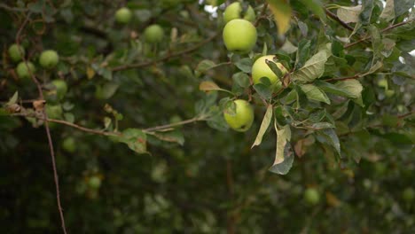 green ripe apples growing on apple tree wide shot