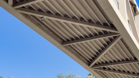 cliff swallows nesting and feeding under a bridge in california