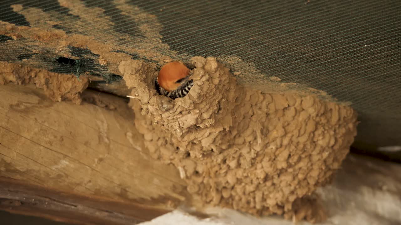 Una rondine striata minore costruisce il nido con fango e saliva contro un soffitto di rete ombreggiante verde