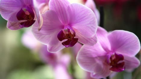 phalaenopsis orchid purple plant branch with three blooms with shallow focus, handheld pan right reveal shot