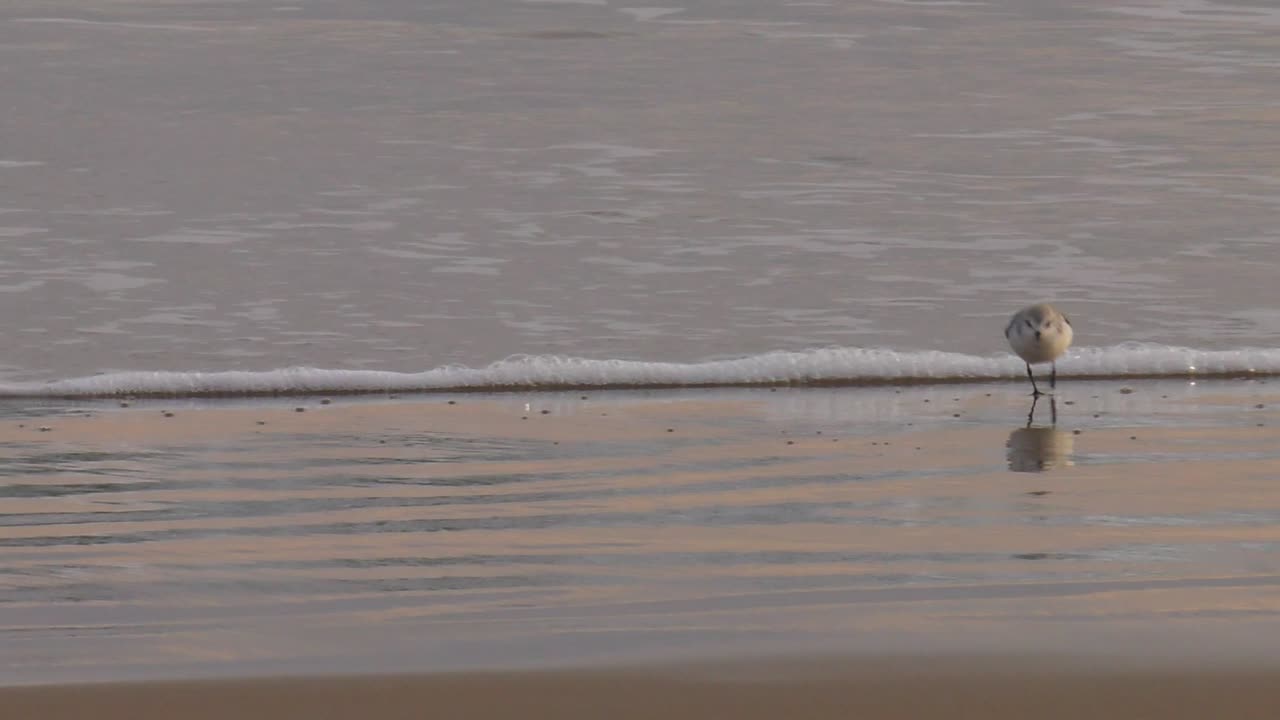 새벽 해변의 샌드파이퍼, 슬로우 모션