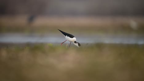 The-black-Winged-Stilt-Feeding-in-Wetland