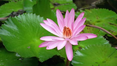 Honey-bees-inside-the-waterlily-inside-the-waterlily-pond-in-the-botanical-garden,-Mahe,-Seychelles-1