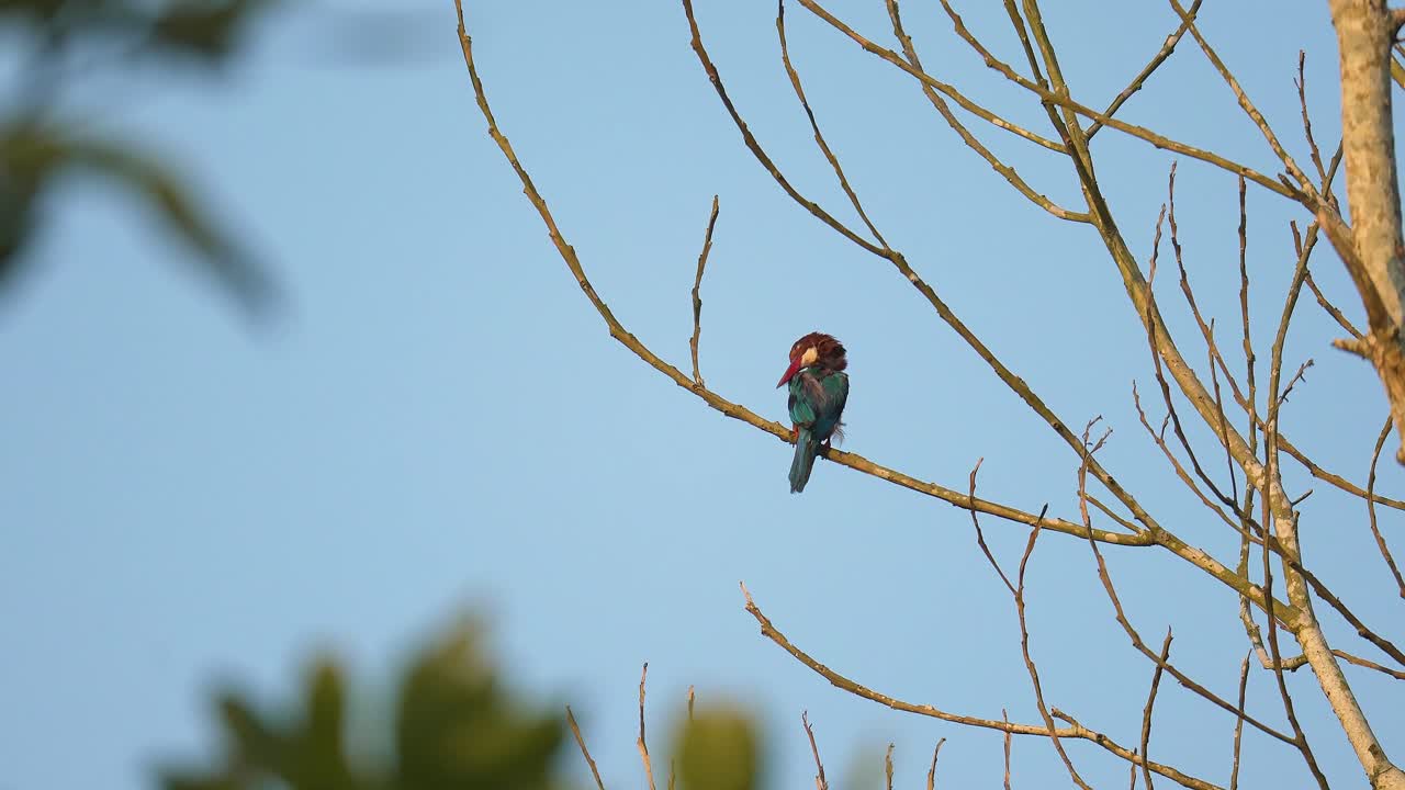 White-throated Kingfisher (Halcyon smyrnensis) perched on dry tree branches in tropical forest. Brown with blue wings large beaks and white throat. Wildlife
