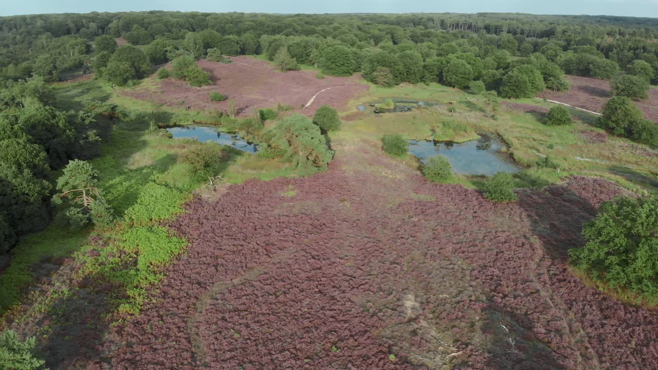 vista aérea del floreciente brezal púrpura con estanques y agua en el parque nacional de mainweg, países bajos - imágenes de drones de 4k