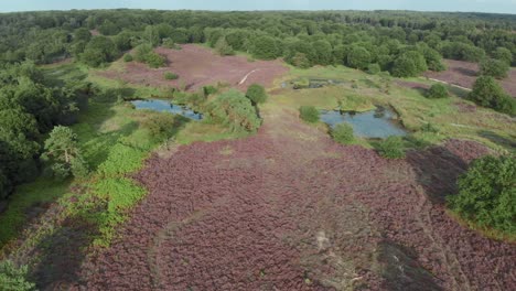 Luftaufnahme-Der-Blühenden-Lila-Heide-Mit-Teichen-Und-Wasser-Im-Nationalpark-De-Mainweg,-Niederlande---4k-drohnenaufnahmen