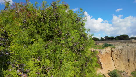 A-dense-green-shrub-with-small,-round-fruits-growing-near-the-edge-of-a-rocky-cliff-at-the-Tombs-of-the-Kings-in-Pafos