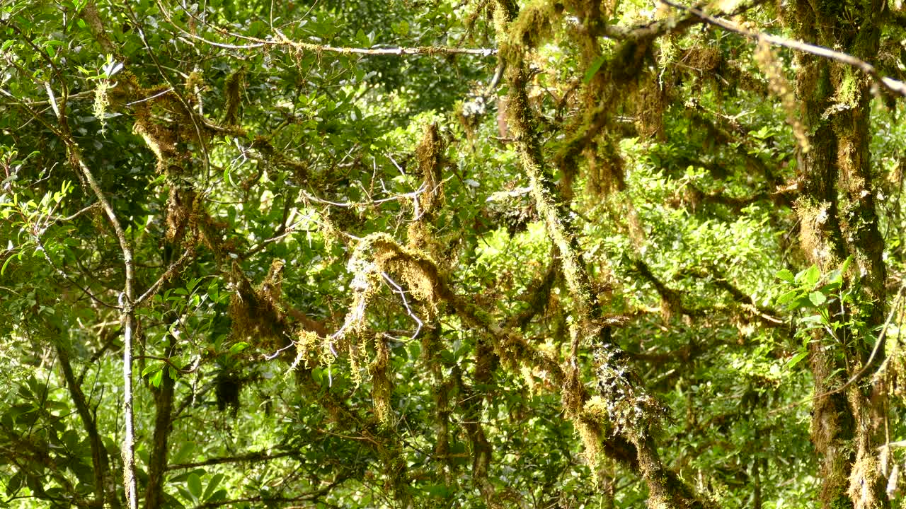 múltiples pájaros volando entre las ramas de los árboles cubiertos de musgo en costa rica