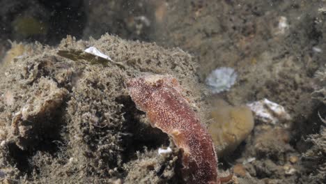 Marine-science-observation-of-the-Nudibranch-species-Thordisa-crawling-along-a-soft-coral-sponge