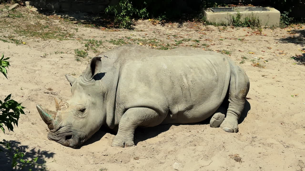 Rhino resting peacefully in the sun. A rhinoceros lies resting on sandy ground under sunlight, enjoying a tranquil moment in its natural habitat