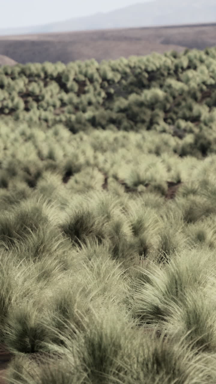 Campo de hierba verde