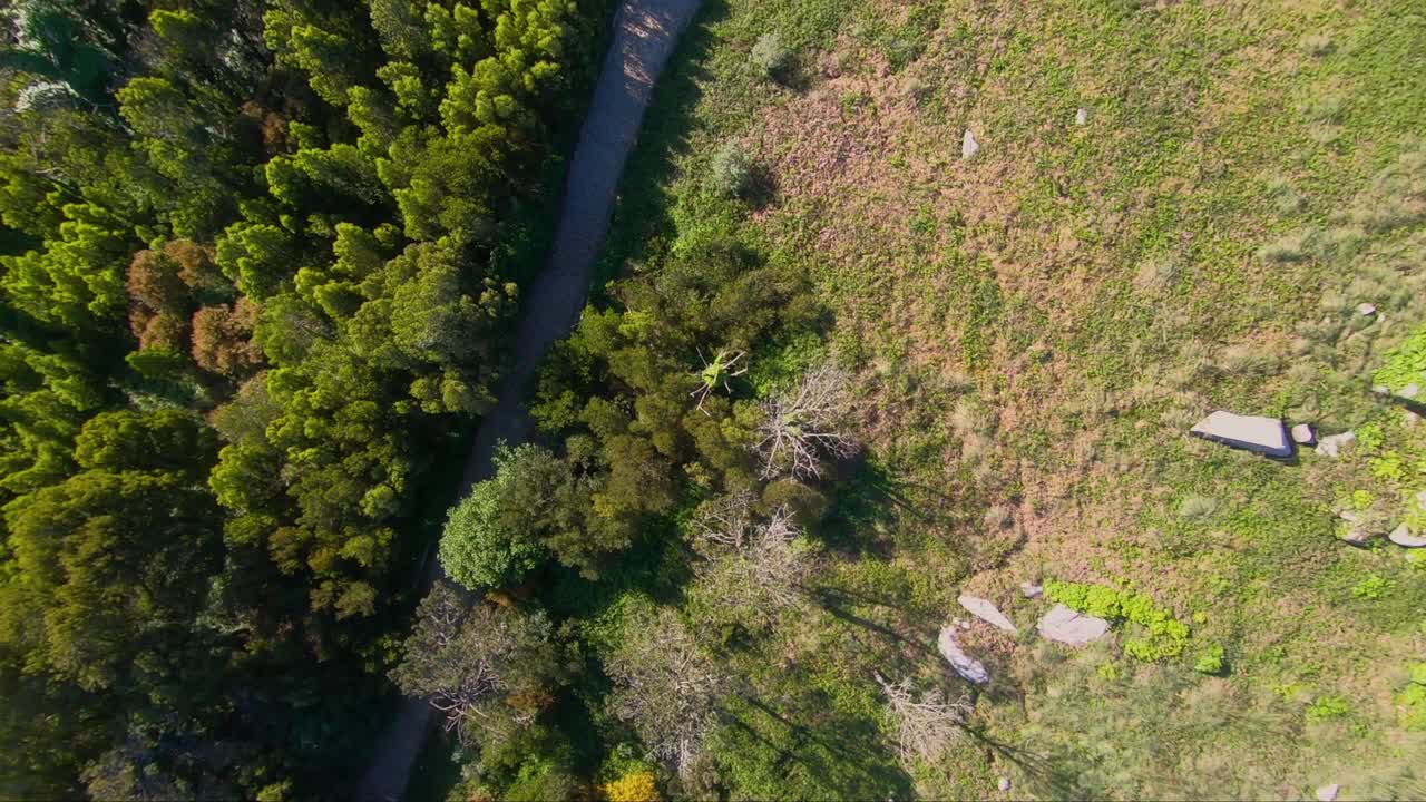 Luftfoto af den grønne skov med løv i forårets varme sollys, Peninha, Sintra, Lissabon.