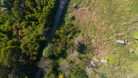 Aerial-top-view-of-the-green-forest-with-foliage-in-spring-warm-sunlight,-peninha,-sintra,-Lisbon