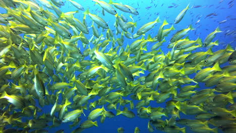 ¡es una fiesta de peces!