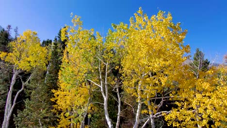 rising from below an aspen grove in the mountains then tilting down to see the autumn colors in the forest's yellow leaves