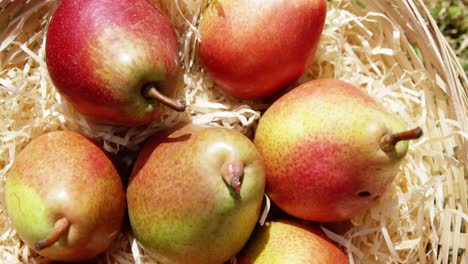 Close-up-of-eight-pears