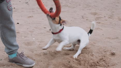 mujer jugando con el perro en la orilla del mar