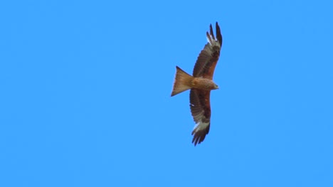 tracking shot of soiring milvus eagle against blue sky with no clouds in nature