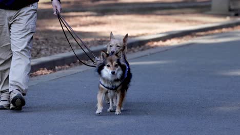 a joyful stroll with two leashed dogs