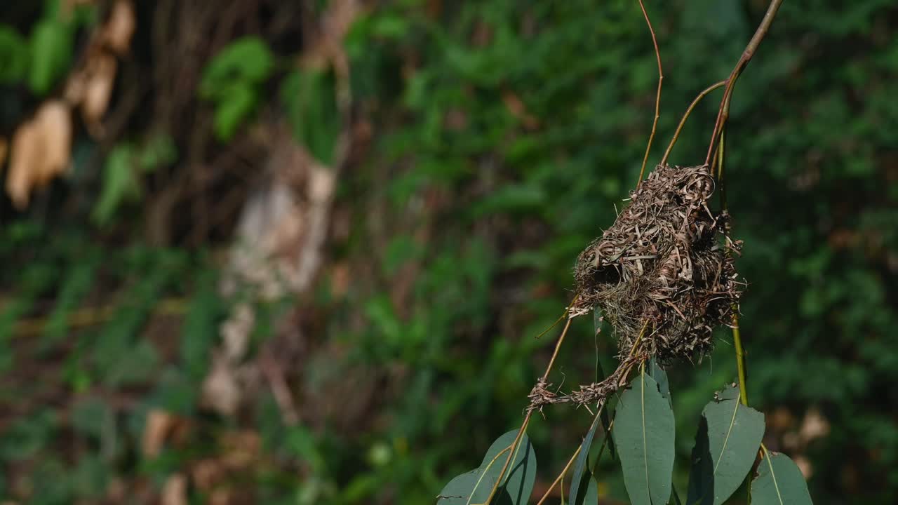 A nest seen on the right side constructed on a branch of a eucalyptus tree moving gently with some wind
