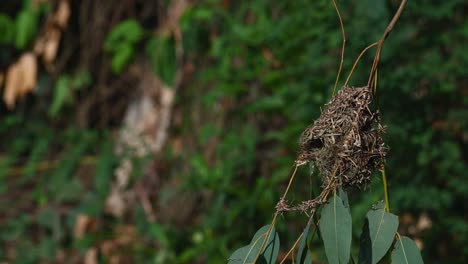 Ein-Nest-Auf-Der-Rechten-Seite,-Das-Auf-Einem-Ast-Eines-Eukalyptusbaums-Gebaut-Wurde,-Der-Sich-Sanft-Mit-Etwas-Wind-Bewegt