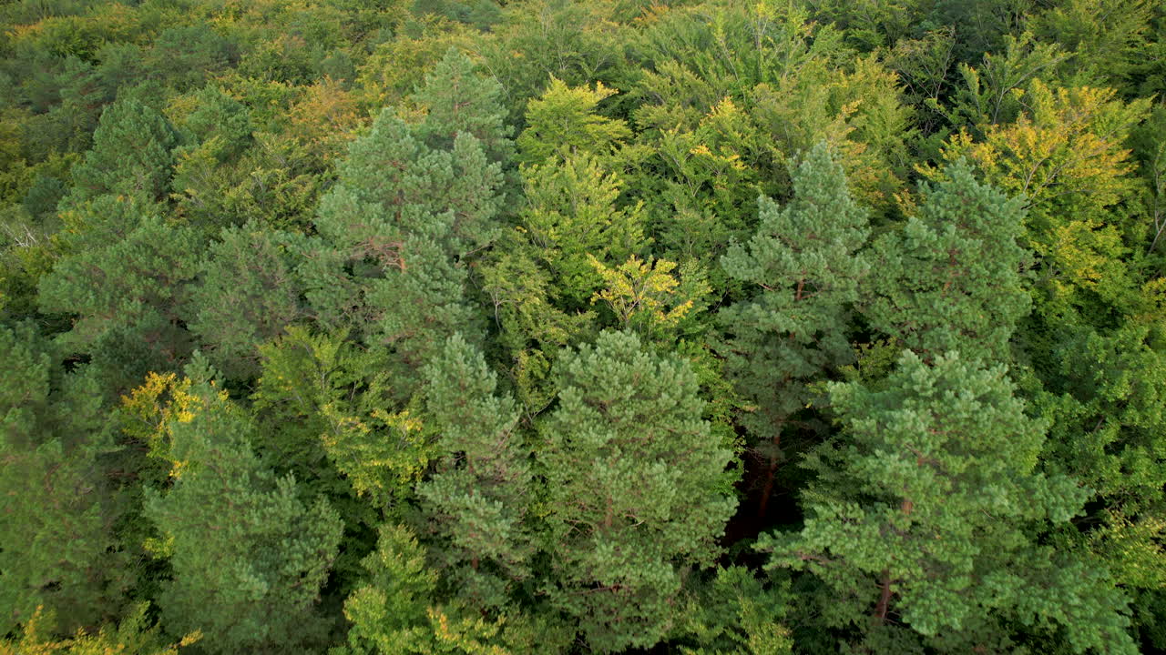 Top down view with a tilt up revealing a massive forest full of Maples, Ash and Poplar trees