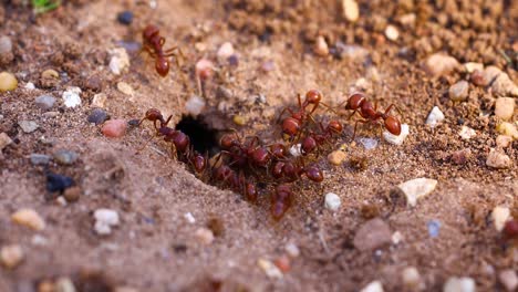 Video-Von-Roten-Ernteameisen,-Die-Das-Nest-Betreten-Und-Verlassen