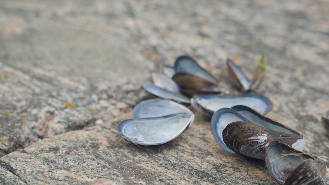 Open clam shells on a rock