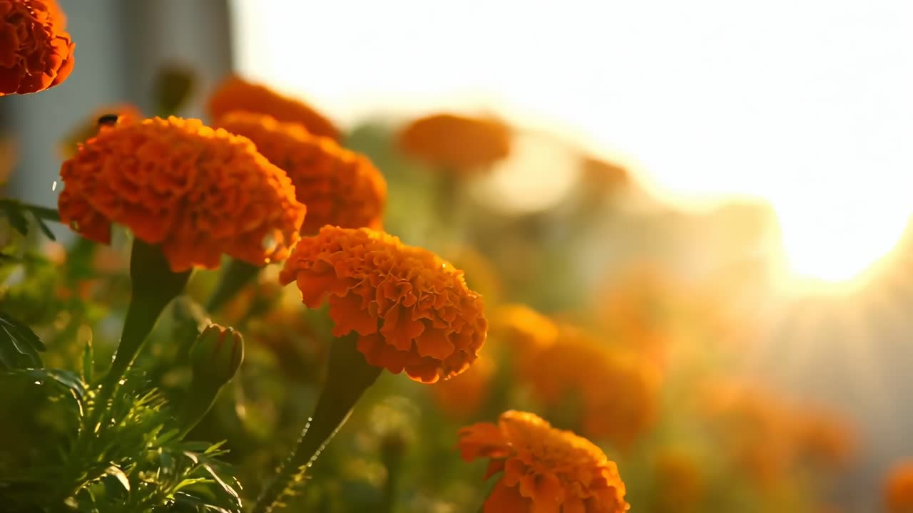 Video ravvicinato di vivaci calendule all'alba, che cattura un'atmosfera calda e serena.