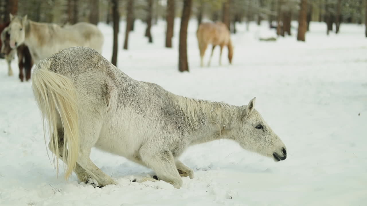 Beautiful white horse lays and rolls in the snow in the middle of the forest while other horses stand around