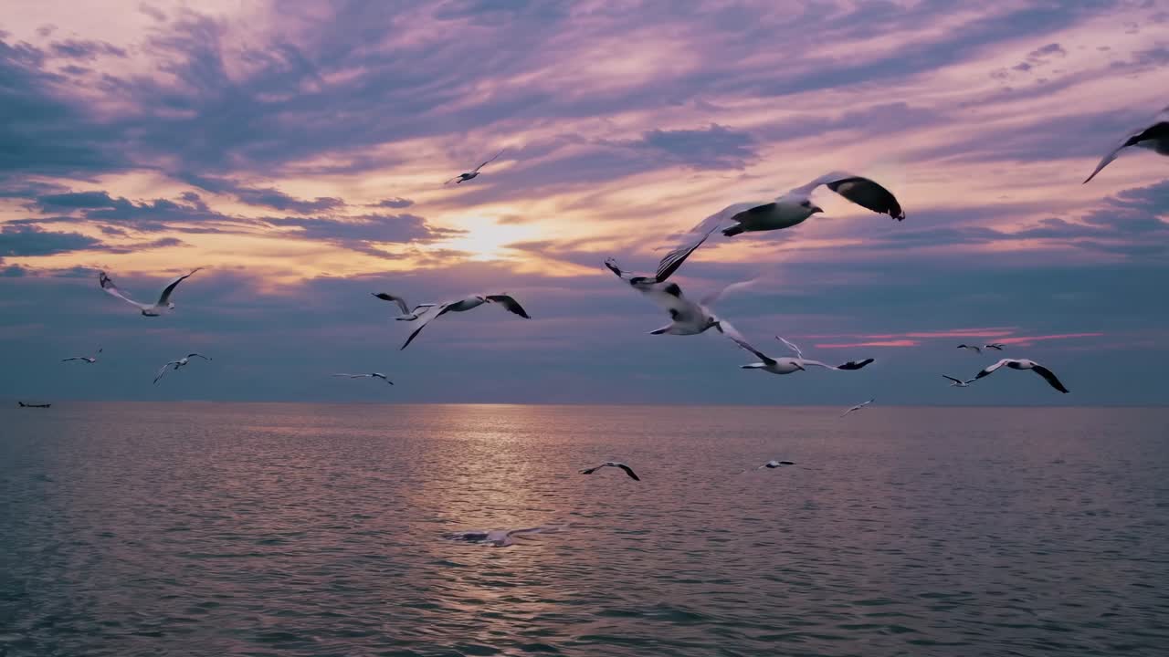 Aerial video captures seagulls soaring over a tranquil ocean at sunset, with a wide-angle view