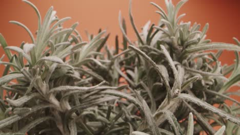 Macro-probe-forward-shot-of-succulent-plant-on-orange-background