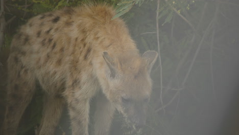 una hiena manchada salvaje mueve su cabeza en el parque nacional kruger, sudáfrica