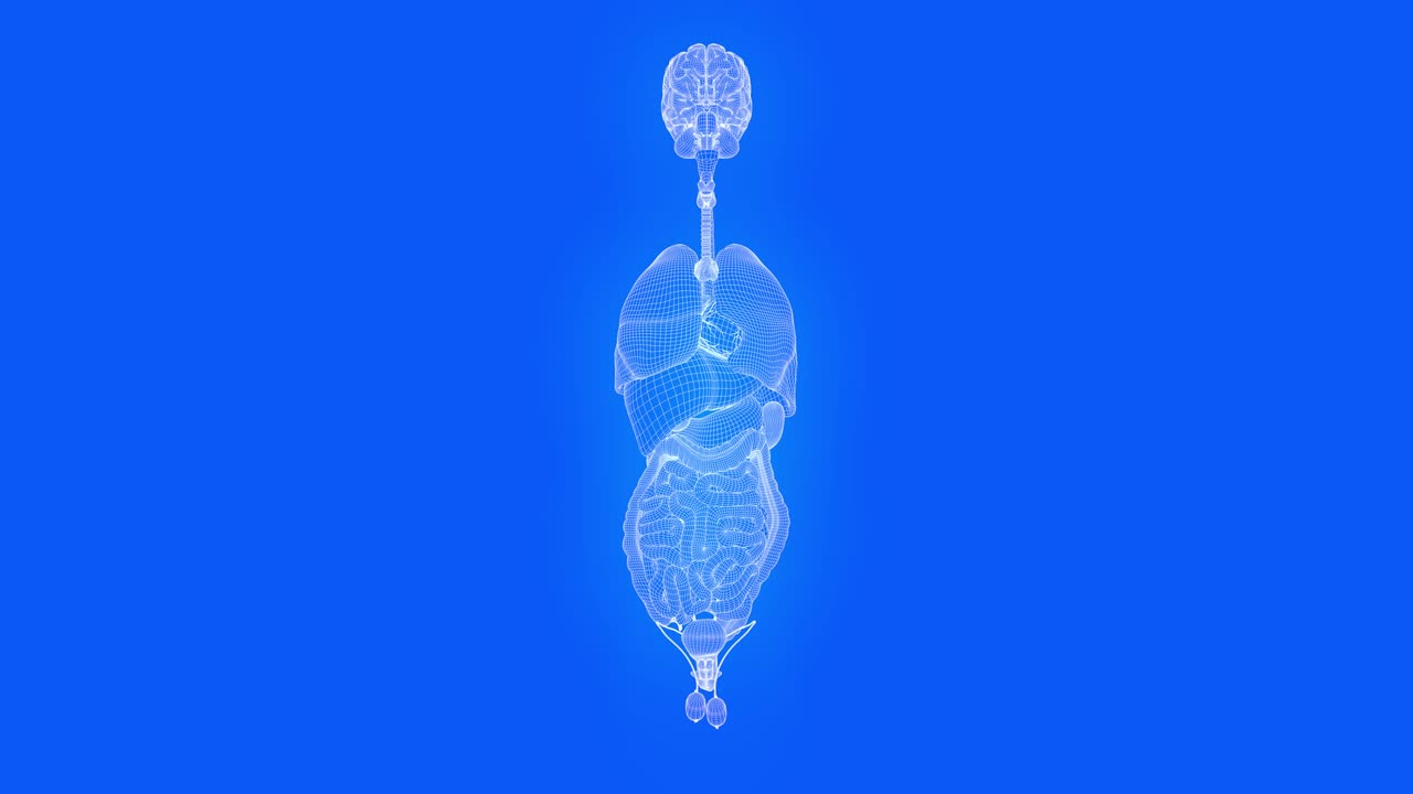Male organs in blueprint style - rotating mesh wireframe - concept for anatomy and physiology, 4K 60fps UHD 3D seamless looping animation