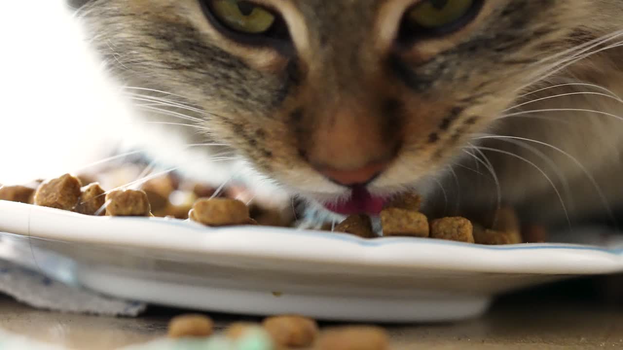Zeitlupe einer hungrigen, getigerten Langhaarhauskatze, die von einem Teller frisst, während Trockenfutterstücke auf den Boden fallen. Detailaufnahme des Fressens, die Appetit und natürliches Haustierverhalten in Innenräumen zeigt