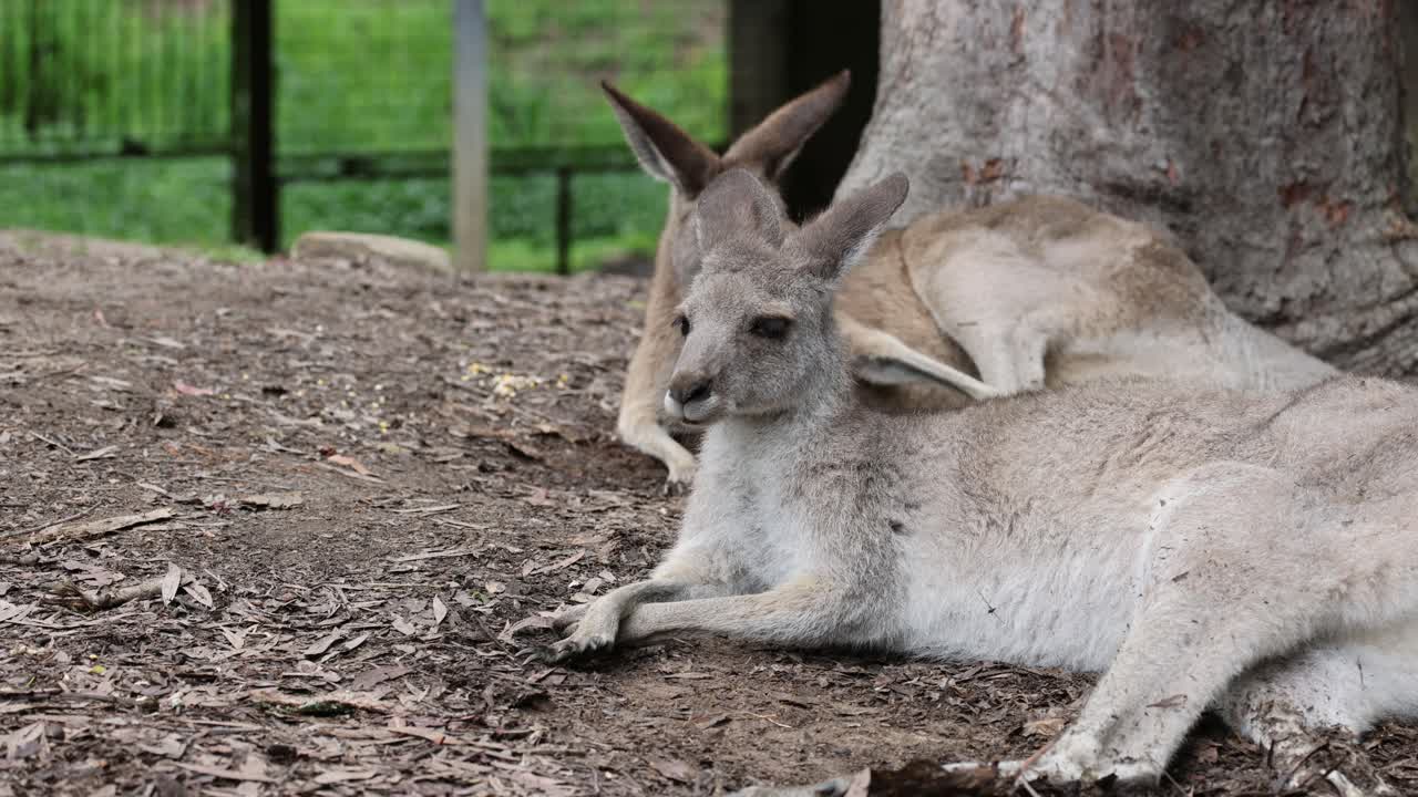 Two kangaroos relaxing in a natural setting