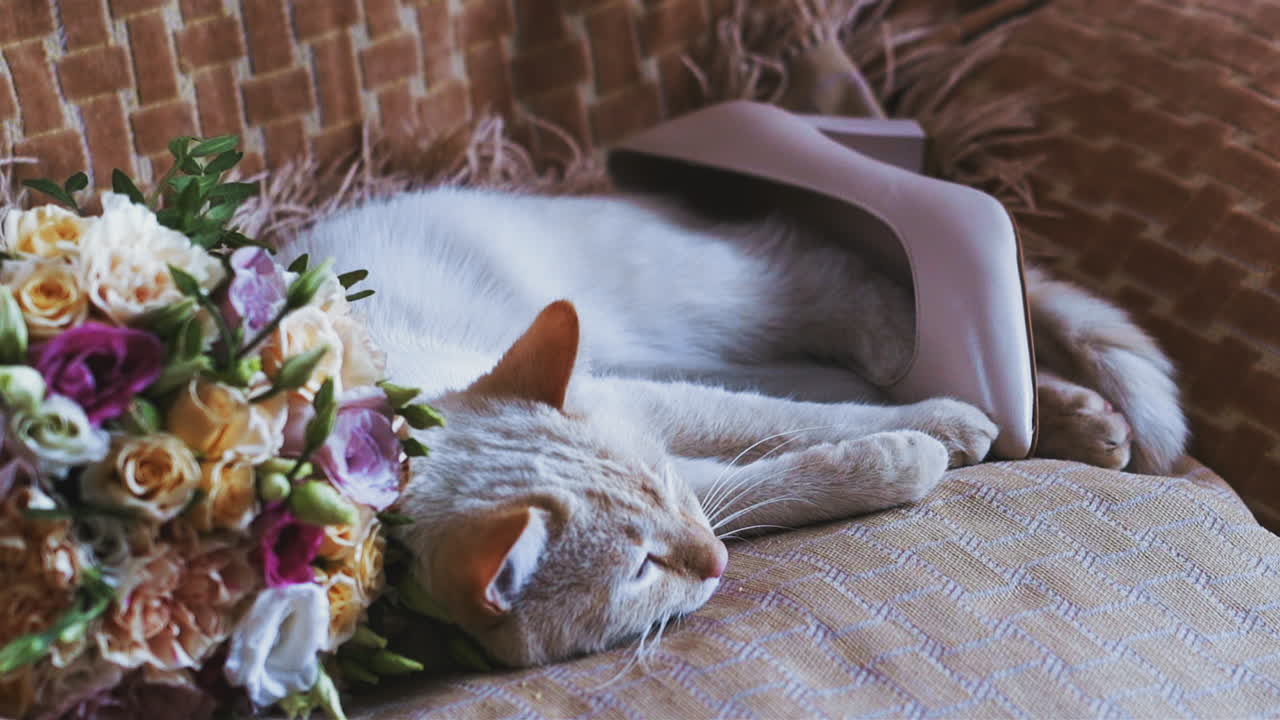 un gato lindo yace cerca de un ramo de flores y un zapato de tacón alto en el sofá de la habitación