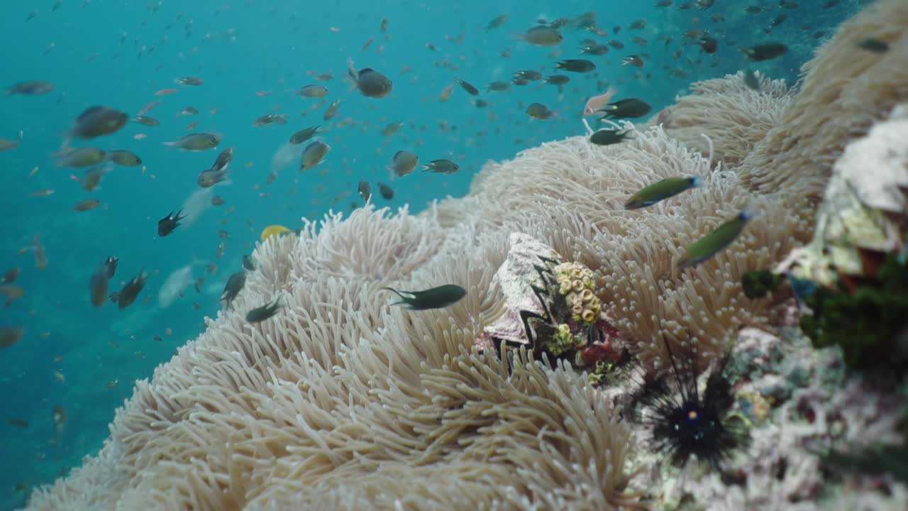 Vibrant underwater reef with diverse marine life including fish, coral, and sea urchins