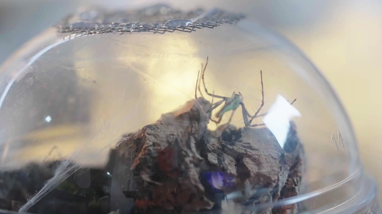 una araña lince verde de madagascar está inmóvil dentro de una taza transparente