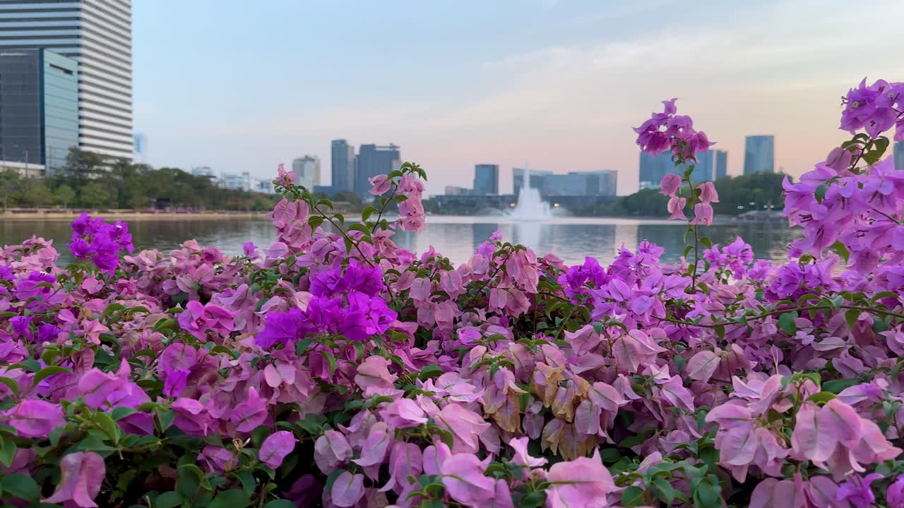 Vibrant flowers with cityscape in the background