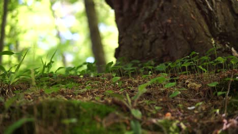 moss part in forest